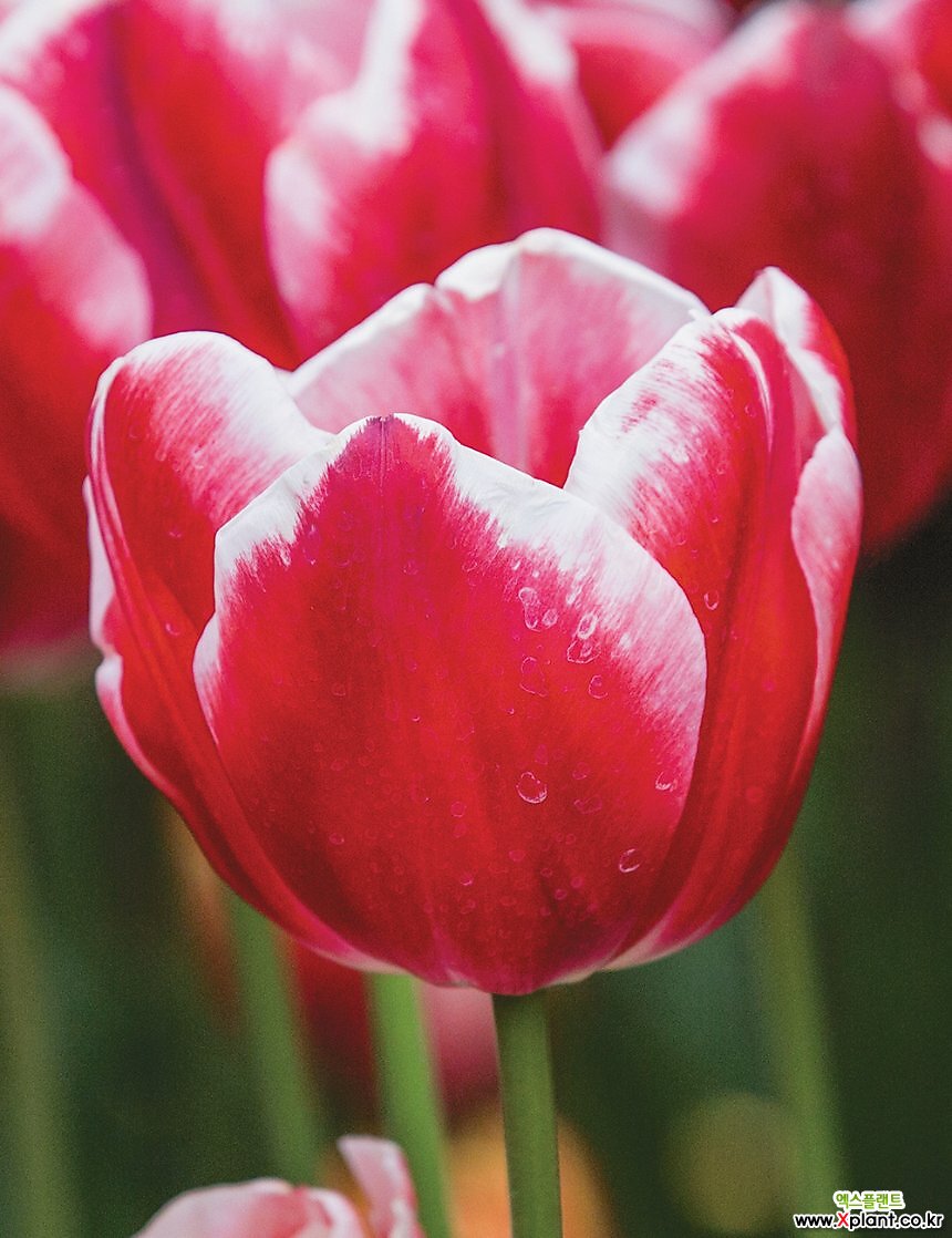 Tulipa 'Leen van der Mark'
